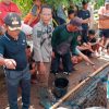 Warga Sriwijaya Baru Kecamatan Air Sugihan OKI, Berhasil Menangkap Seekor Buaya Raksasa Berukuran 3.5 Meter