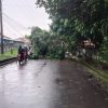 Akibat Hujan Begitu Deras Sebatang Pohon Mahoni Tumbang, Sehingga Menutupi Akses Lalu – lintas