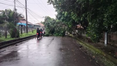 Akibat Hujan Begitu Deras Sebatang Pohon Mahoni Tumbang, Sehingga Menutupi Akses Lalu – lintas