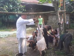 Kades Mekar Jaya Monitoring Penyembelihan Hewan Qurban pada Hari Raya Idul Adha 1445 Hijriah