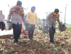 Polres Sumenep Dukung Peningkatan Ekonomi Petani Melalui Kegiatan Menanam Tembakau Bersama Masyarakat