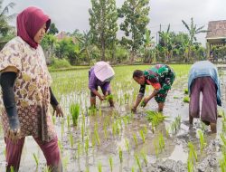 Dukung Hanpangan, Serma Abdul Manan Bantu Warga Desa Jimbe Tanam Padi