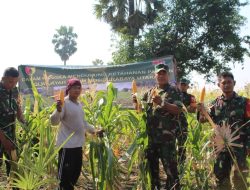 Wujud Kerjasama Dengan Masyarakat, Pasiter Kodim 0830/Surabaya Utara Laksanakan Panen Jagung