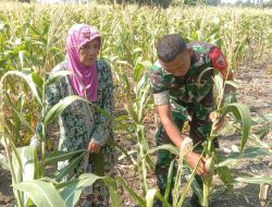 Sukseskan Hanpangan Wilayah, Babinsa Hanpangan Koramil 0830/06 Benowo Cek Kondisi Tanaman Jagung