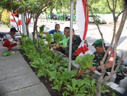 Komitmen Dukung Ketahanan Pangan, Kodim 0831/Surabaya Timur Sukses Panen Sayur.