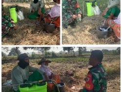 Tingkatkan Komunikasi, Babinsa Pakal Komsos Dengan Petani Di Wilayah Binaan