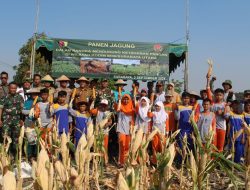 Dukung Program Ketahanan Pangan Nasional, Pasiter Kodim Surabaya Utara Pimpin Panen Jagung di Wilayah