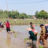 Bersama Petani Indonesia Kuat”, Ucap Seorang Babinsa Saat Tanam Padi