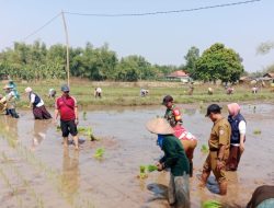 Bersama Petani Indonesia Kuat”, Ucap Seorang Babinsa Saat Tanam Padi