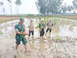 Babinsa Bersama Mantri Tani Dampingi Penanaman Padi Di Desa Parseh