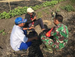 Babinsa Koordinasi Terkait Rencana Penanaman Berkelanjutan Setelah Panen Jagung