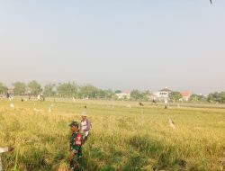 Babinsa Hanpangan Koramil 0830/06 Benowo Dampingi Petani Panen Padi