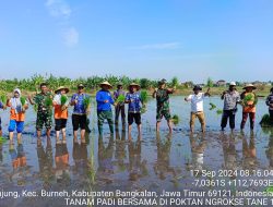 Babinsa Koramil Burneh Dampingi Kepala Dinas Pertanian Bangkalan Tanam Padi di Kelurahan Tonjung