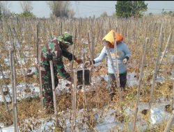 Kunjungi Lahan Tanaman Tomat, Babinsa Koramil 03/Kedamean Komsos Akrab Dengan Petani Tomat