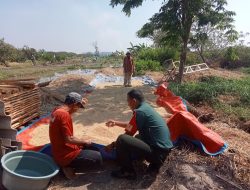 Wujudkan Ketahanan Pangan Nasional, Babinsa Pakal Bantu Petani Panen Padi di Wilayah