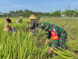 Hasil Panen Padi di Pragaan Laok Cap