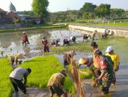 Babinsa Modung Dampingi Penanaman Perdana Poktan Sumber Damai I