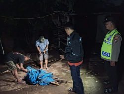 Polres Nganjuk Bongkar Tempat Judi Sabung Ayam di Kecamatan Ngronggot