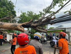 Petugas Gabungan Evakuasi Pohon Tumbang Akibat Hujan Disertai Angin Kencang di Sidoarjo