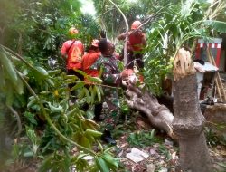 Aksi Koramil 0831/04 Sukolilo Bersihkan Pohon Tumbang Pasca Puting Beliung