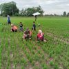 Babinsa 0817/12 Sidayu Bersama Warga Gelar Kerja Bakti di Sawah Desa Kertosono