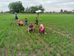 Babinsa 0817/12 Sidayu Bersama Warga Gelar Kerja Bakti di Sawah Desa Kertosono