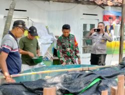 Babinsa Bersama Tiga Pilar Tinjau Budidaya Lele di Wilayah