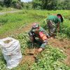 Babinsa Koramil 0817/17 Sangkapura Dampingi Petani Panen Kacang Tanah di Desa Bululanjang