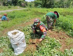Babinsa Koramil 0817/17 Sangkapura Dampingi Petani Panen Kacang Tanah di Desa Bululanjang
