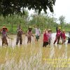 Babinsa Dampingi Petani Tanam Padi Sukseskan Hanpangan