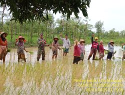 Babinsa Dampingi Petani Tanam Padi Sukseskan Hanpangan