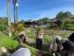 Kapolsek Sedati Panen Sayur Untuk Tingkatkan Ketahanan Pangan Lokal