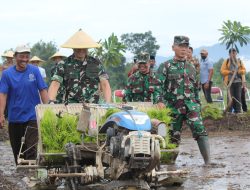 Demplot Padi di Ngantru, Langkah Strategis Dukung Ketahanan Pangan Nasional