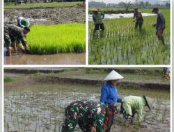 LTT Padi di Jatim Capai 217.711 Hektare, Jajaran Korem 081/DSJ Sumbang 30 Persen