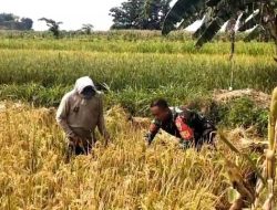 Babinsa Bantu Petani Binaan dalam Panen Padi, Wujud Dukungan TNI terhadap Ketahanan Pangan