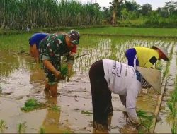 Babinsa Bendorejo Udanawu Dampingi Tanam Padi Beri Semangat Pada Poktan Maju Tani
