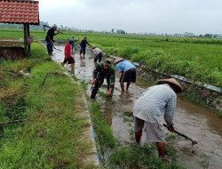 Poktan Berkah Tani Di Dampingi Babinsa Optimalkan Saluran Irigasi 20 Ha Lahan Sawah Di Kaliboto