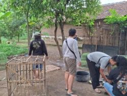 Polres Nganjuk Gerebek Lokasi Sabung Ayam di Lengkong, Pelaku Kabur
