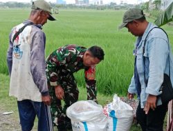 Demi Sukseskan Hanpangan, Babinsa Koramil 0830-12/Kenjeran Bantu Poktan Sumber Rezeki Lakukan Pemupukan Padi
