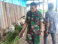 Sambangi Peternak Kambing Morina Australia, Kapten Arh Kuntoko Komsos Dan Berikan Motivasi Pada Wilayah Teritorial