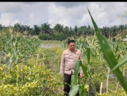 Kapolsek Tapung Hilir Dorong Kemandirian Pangan, Motivasi Warga Desa Kijang Makmur!