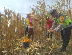 Dorong Produksi Pangan, Pak Bhabin Bantu Petani Bojonegoro Panen Jagung
