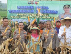 Usai Curhat ke Kapolres Mojokerto Petani Jagung Lega Hasil Panen Diserap Bulog Sesuai HPP