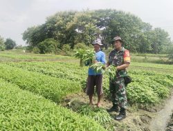 BABINSA KALIPADANG DAMPINGI PETANI SAYUR UNTUK MENINGKATKAN SEMANGAT DAN KETAHANAN PANGAN