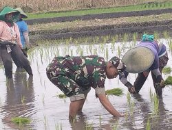 Dorong Percepatan Luas Tambah Tanam, Babinsa Rembang Turun Ke Sawah Bantu Petani