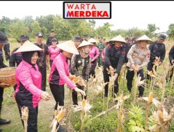 Sat Brimob Polda Jateng Panen Raya di Sragen, Dukung Ketahanan Pangan Nasional