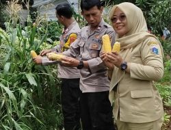 Manfaatkan Lahan Perkotaan, Polsek Kebon Jeruk dan Poktan 53 Bonjer Sukses Panen Perdana