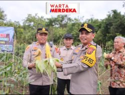 Kapolres OKI Panen Perdana Jagung di Lahan Ketahanan Pangan Polsek Pedamaran