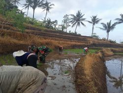 Fokus Penambahan Luas Tanam, Babinsa Desa Sumber Urip Konsisten Dampingi Tanam Padi