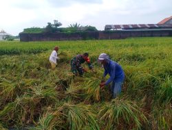 Babinsa Koramil 04/Menganti Terjun Langsung ke Sawah Bantu Petani Panen Padi